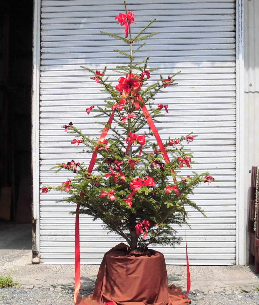 飾り付けも施したもみの木のクリスマスツリー事例