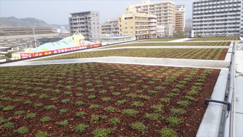 自動潅水装置を含む人工軽量土壌を用いた屋上緑化施工